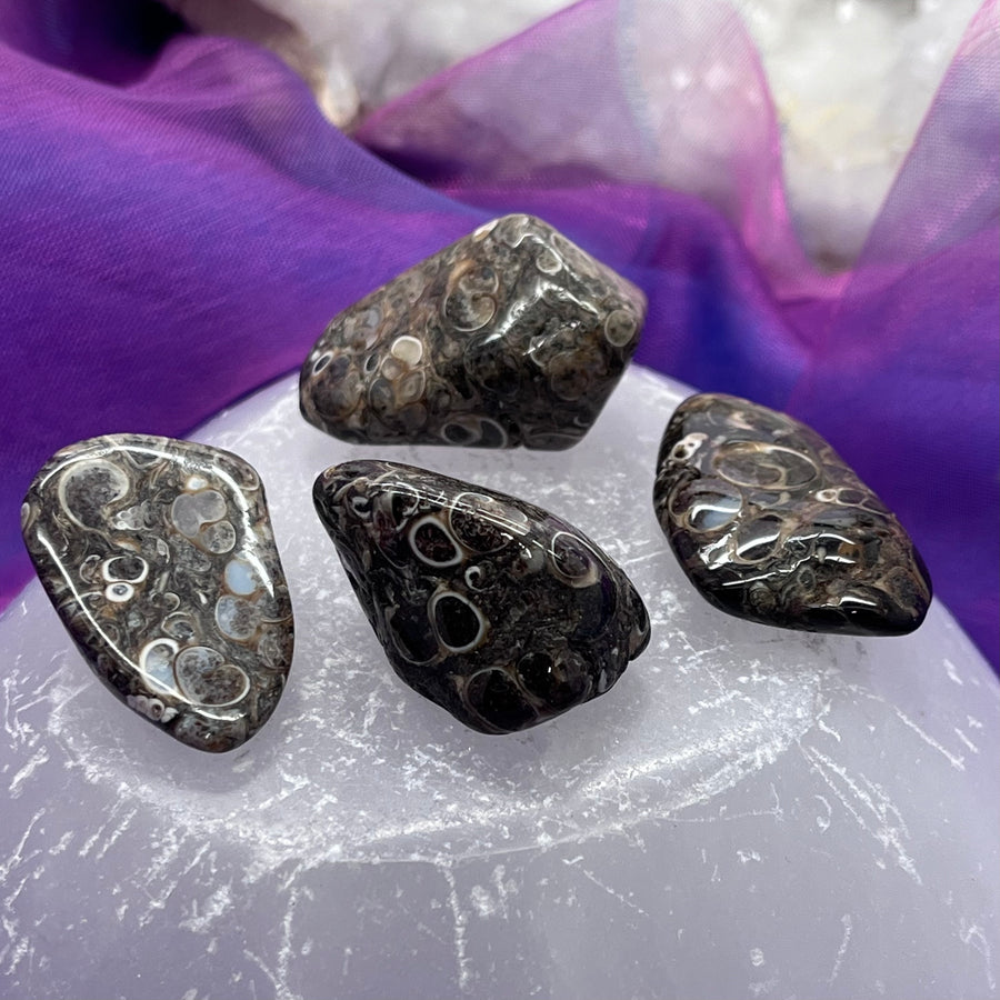 Turritella Agate Tumble | Carpe Diem With Remi