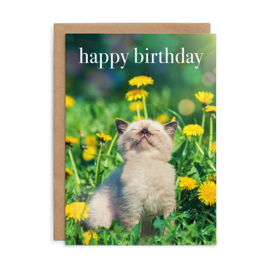 Kitten Ray Of Sunshine Birthday Card