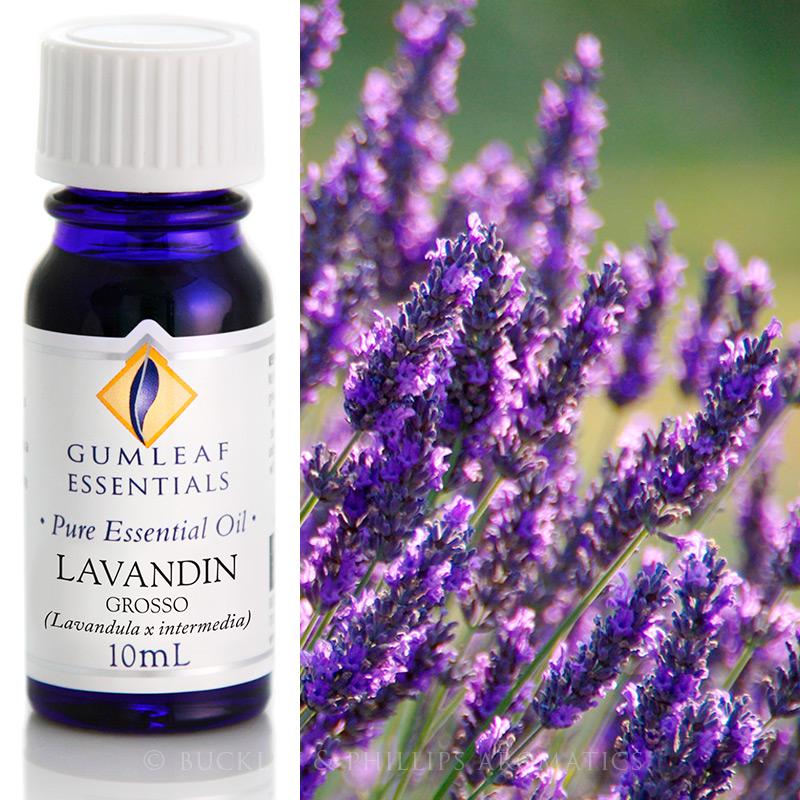 Lavandin | Essential Oil | 10ml | Lavender | Carpe Diem with Remi