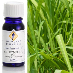 Citronella Essential Oil Gumleaf 10 ml | Carpe Diem with Remi