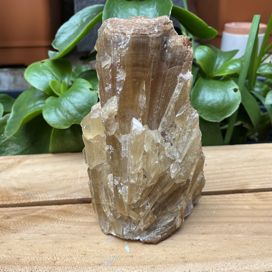 Honey Calcite Starburst Freeform | Carpe Diem With Remi