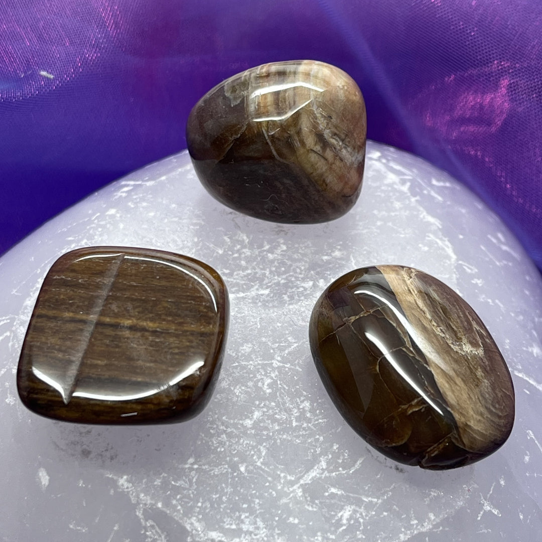 Petrified Wood Dark Tumble