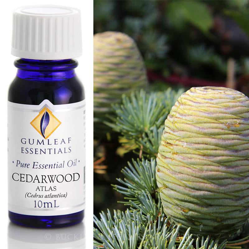 Cedarwood Atlas Essential Oil Gumleaf | Carpe Diem With Remi