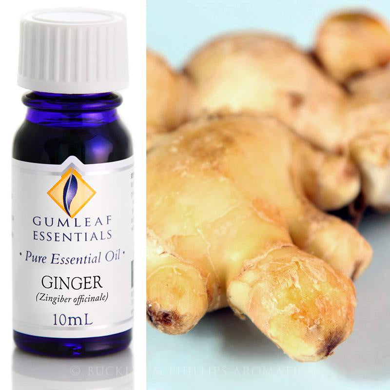 Ginger Essential Oil Gumleaf 10 ml | Carpe Diem With Remi